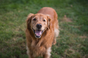 Obraz premium Portrait of a happy golden retriever dog