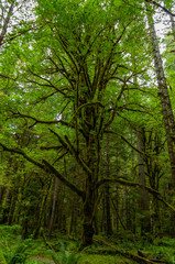 Obraz premium Tree of Mystery