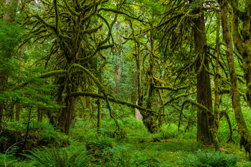 Obraz premium Tajemniczy las