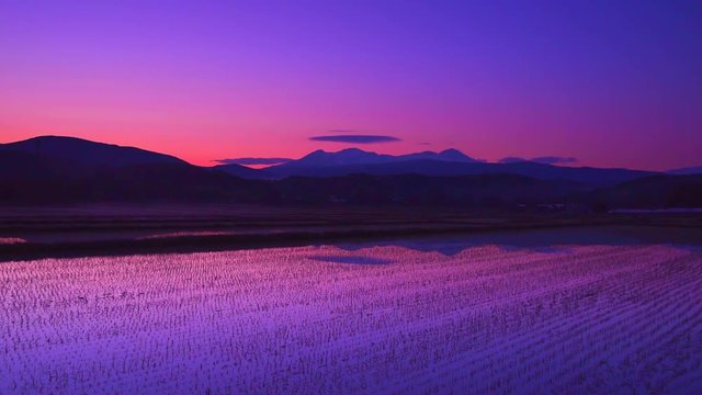 Rice Paddy At Purple Dawn