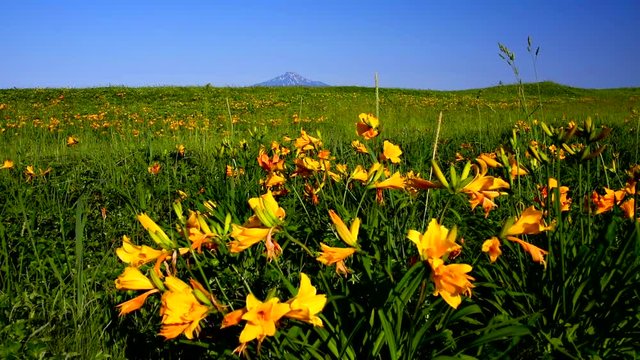 Amur Daylily flowers growing on Sarobetsu Plain, Tenshio, Hokkaido