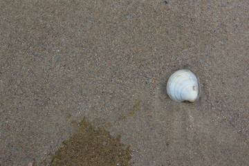 Fototapeta na wymiar sea shell thrown on shore thrown thrown