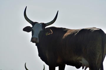 Cattle in the Pasture