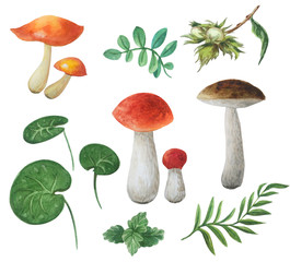 Bright autumn collection of edible mushrooms and autumn forest plants. Different branches, grass, nuts,  leaves and grass. 