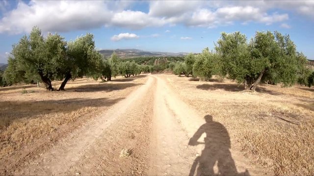 shadow of a touring cyclist riding on a rural path through fields of olive groves next to Alcaudete, province of Jaen, Andalusia, Spain 