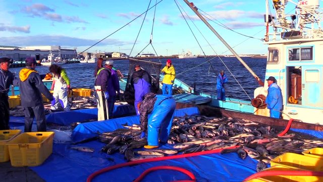 Fishermen unloading salmon in Nemuro Port, Nemuro, Hokkaido