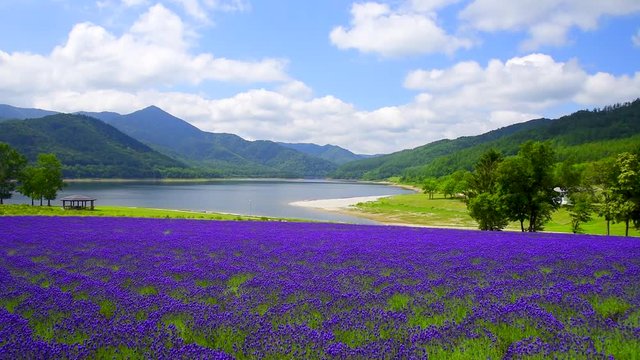 Wide Shot Of Lavender Field On Kanayama Lake Shore