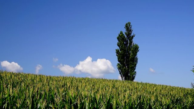 Low angle shot of poplar tree growing in corn field