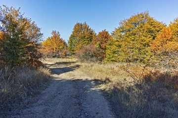 Obraz premium Landscape of Cherna Gora mountain, Bulgaria