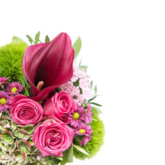 Pink roses decoration white background