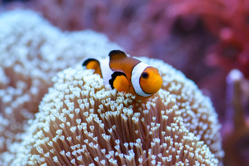 The orange clownfish Amphiprion percula , swims among the corals in a marine aquarium. - obrazy, fototapety, plakaty