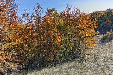 Landscape of Cherna Gora mountain, Bulgaria