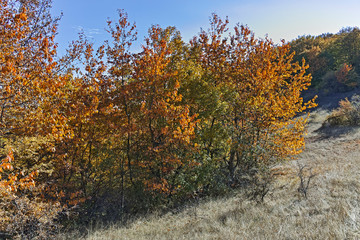 Fototapeta na wymiar Landscape of Cherna Gora mountain, Bulgaria