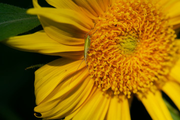 Bright Yellow False Sunflower in prairie field. Flowering plant in Asteraceae Family. Rhizomatous herbaceous perennial. Heliopsis Helianthoides.  