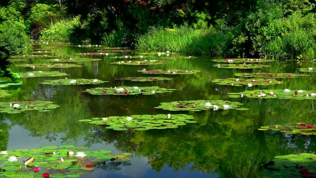 Monet's Garden Marmottan, Kitagawa, Kochi Prefecture, Japan