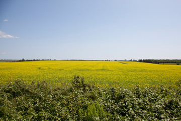 Yellow crops with seed