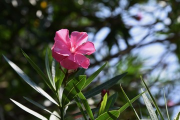 Oleander flowers / Oleander is used for street trees because it is resistant to air pollution, but...