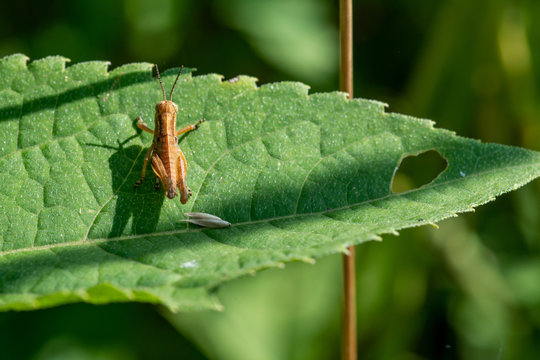 Young Brown Grasshopper in the wild sitting on a green leaf in the prairie field of the sanctuary park. Schistocerca americana. American grasshopper.