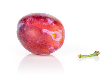 Group of one whole one piece of fresh blue plum , the stem is separated isolated on white background