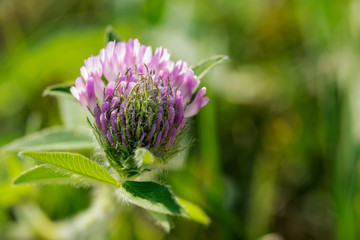 Pink Clover Flower in sanctuary park. Trifolium Pratense - herbaceous species perennial plant in the bean family Fabaceae.