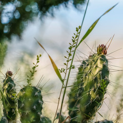 Square Green cactus with thin sharp spikes against a blurry and sunny background