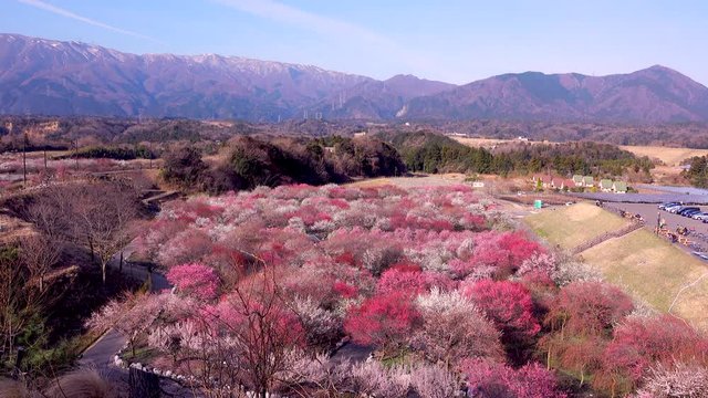 Blossoming trees and mountains, Inabe City Bairin Park, Mie, Japan