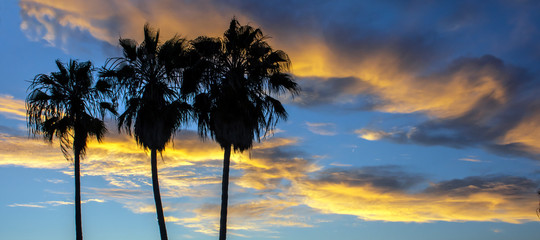 Obraz na płótnie Canvas Palm Trees Sunset