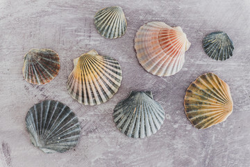 group of colorful seashells on gray background