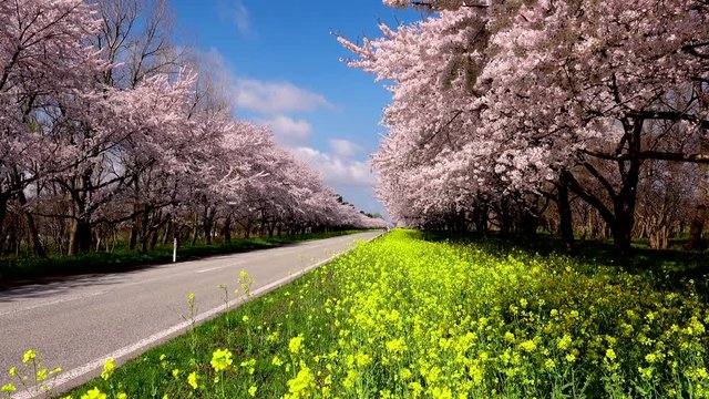 Cherry blossom and rapeseed along road, Ogata, Akita Prefecture, Japan