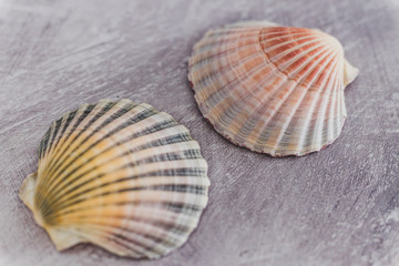 group of colorful seashells on gray background