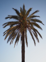 Fototapeta na wymiar Lone aesthetic palm tree