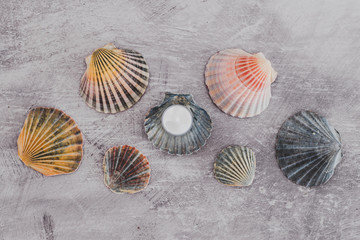 moisturizer on top of sea shell beauty products with natural ingredients