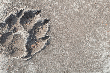 One dog foot print in old dried cement. Dog foot stamp texture background. Big paw with claws. Dog footprint walk on wet concrete floor or fresh cement. Dog ruined cover. Space for text.