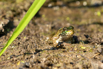 Wide Shot of a Northern Leopard Frog in the Mud