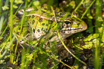 Northern Leopard Frog in the Grass