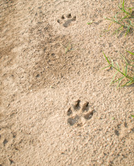 footprint in the sand