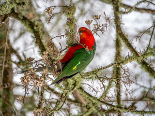 King Parrot Feeding
