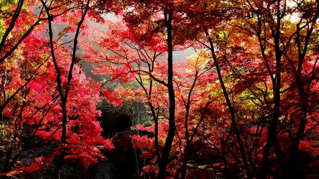Japanese maple in autumn, Shiso, Hyogo Prefecture, Japan