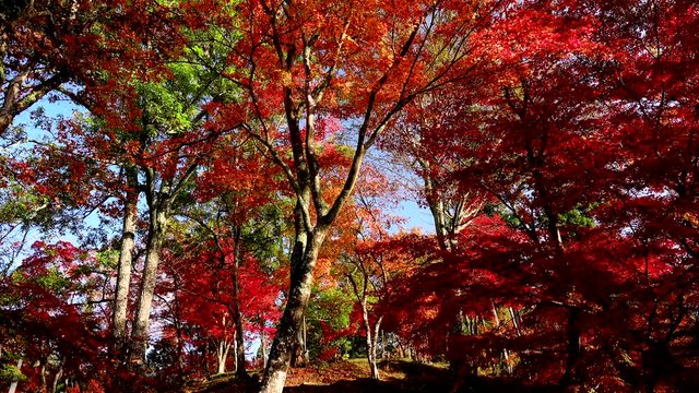 Japanese maple in autumn, Shiso, Hyogo Prefecture, Japan