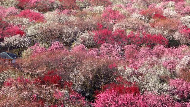 Blossoming trees, Inabe City Bairin Park, Inabe, Mie Prefecture, Japan