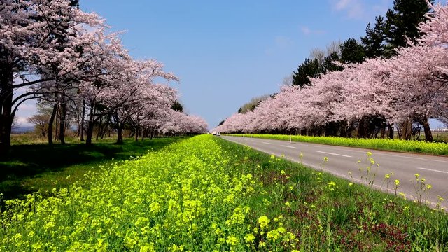 Cherry blossom and rapeseed along road, Ogata, Akita Prefecture, Japan