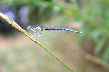 Libelle