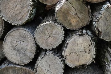 Naklejka premium logs are cut and stacked