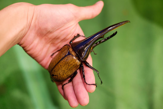 966 Best カブト虫 Images Stock Photos Vectors Adobe Stock