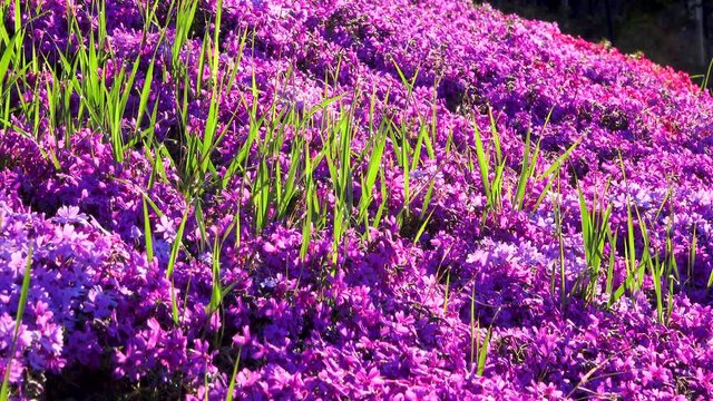 Moss phlox flowers, Takinoue Park, Hokkaido, Japan