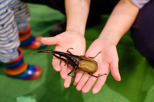 カブト虫 Images Browse 1 130 Stock Photos Vectors And Video Adobe Stock