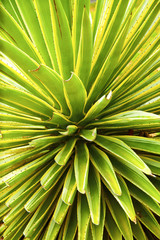 Fototapeta premium california agave cactus