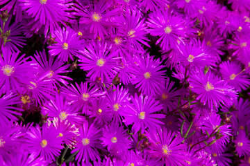 purple daisies flowers