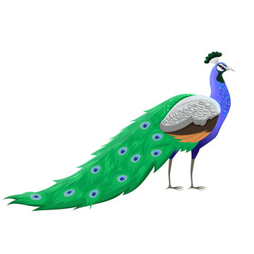 Peacock bird isolated on a white background. Vector graphics.