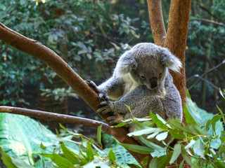 high angle shot of a koala in a tree at blackbutt reserve